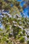 Australian native plant with tiny blue lillac flowers and spiky leaves