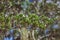 Australian native plant with tiny blue lillac flowers and spiky leaves