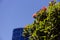 Australian native plants in front of the Ritz-Carlton hotel builidng and the towers in Elizabeth Quay, Perth`s newly built modern