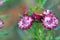 Australian native purple everlasting daisies