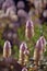 Australian native purple Mulla Mulla Ptilotus wildflowers