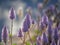 Australian native purple Ptilotus exaltatus wildflowers