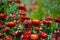 Australian native red everlasting daisies