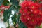 Australian native red flowering gum blossoms, Corymbia ficifolia