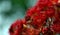 Australian native Red flowering gum tree blossoms of Corymbia ficifolia