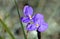 Australian native silky purple flag iris