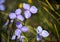 Australian native silky purple flag iris flowers