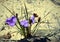 Australian native silky purple flag iris wildflowers