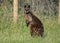 Australian native swamp wallaby kangaroo portrait in grass field roadside