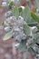 Australian native Tallerack gum nuts, Eucalyptus pleurocarpa