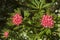 Australian native telopea truncata or tasmanian waratah flowers in sunshine