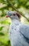 Australian native Topknot Pigeon