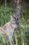 Australian Native Wallaby Hidden In Tall Grass