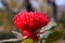 Australian Native Waratah Wildflower in Bloom