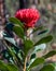 Australian Native Waratah Wildflower in Bloom