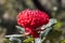 Australian Native Waratah Wildflower in Bloom