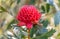 Australian Native Waratah Wildflower in Bloom
