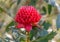 Australian Native Waratah Wildflower in Bloom