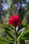 Australian Native Waratah Wildflower in Bloom