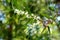 Australian Native Wattle Blossoms