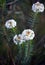 Australian native white Slender Rice Flowers