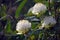 Australian native white Waratah flowers