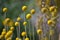 Australian native Yellow Billy Button flowers