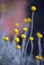 Australian native Yellow Billy Button flowers, Craspedia glauca, daisy family Asteraceae