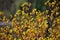 Australian native Yellow Kangaroo Paws