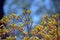 Australian native Yellow Kangaroo Paws