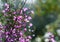 Australian nature background of backlit pink flowers of the native Boronia ledifolia, family Rutaceae