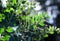 Australian nature background of backlit Queensland Silver Wattle