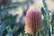 Australian nature background of flower head of the native Firewood Banksia, Banksia menziesii, family P