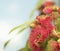 Australian nature bee on red flowers of gum tree