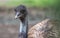 Australian No Flying Bird Emu Dromaius novaehollandiae Closeup Shot