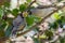 Australian Noisy Miner bird