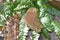 Australian Nymph Evening Brown Butterfly Melanitis leda