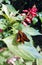 Australian Orange palm dart moth (Cephrenes)