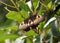 Australian Orchard Swallowtail butterfly at rest