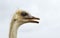 Australian Ostrich headshot