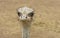 Australian Ostrich, Portrait