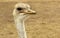 Australian Ostrich Portrait