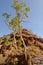Australian outback ghost gum tree in rocks