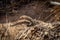 The Australian outback, a medium-sized lizard lies on a rock and suns itself