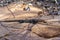 the Australian outback, a medium-sized lizard lies on a rock and suns itself