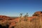 Australian outback tree