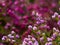 Australian outback wild little Purple bush flowers with blurred background