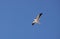Australian Pacific Gull flying in blue sky on a cloud free day