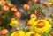 Australian Painted Lady Butterfly on Daisy