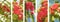 Australian Panoramic nature banner red eucalypyus flowers